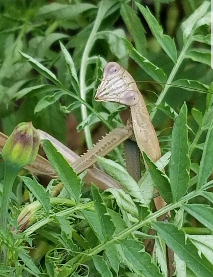 Mantis