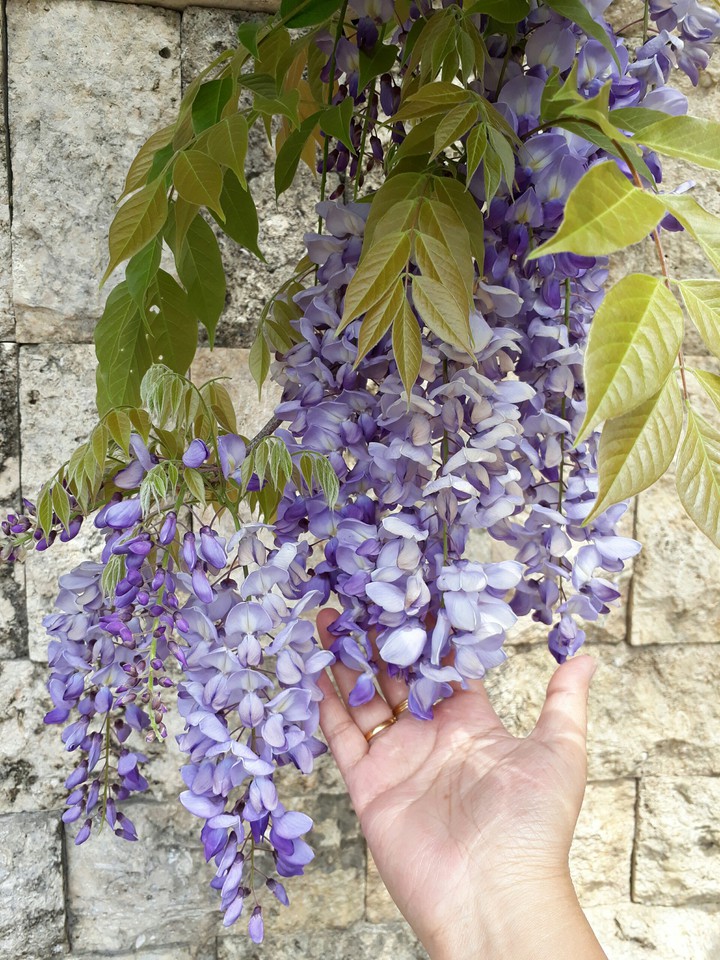 Wisteria flower 紫藤花