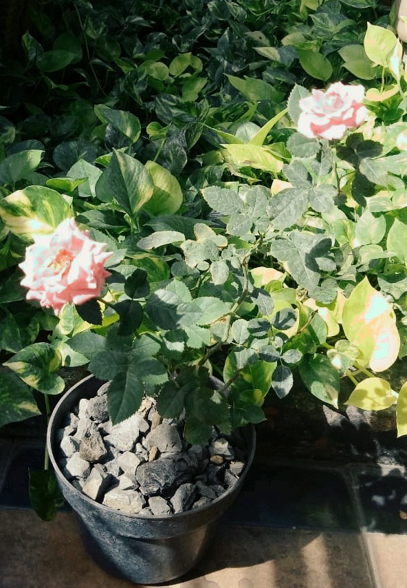 Pink roses