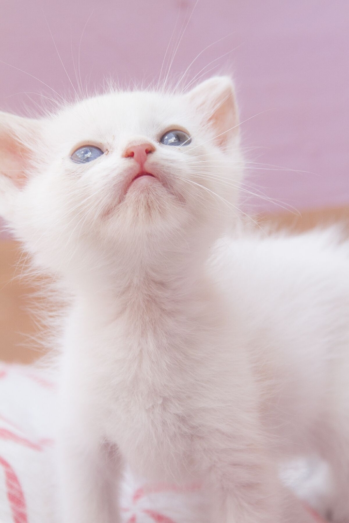 baby cat