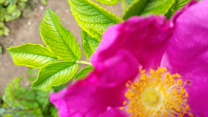 flower