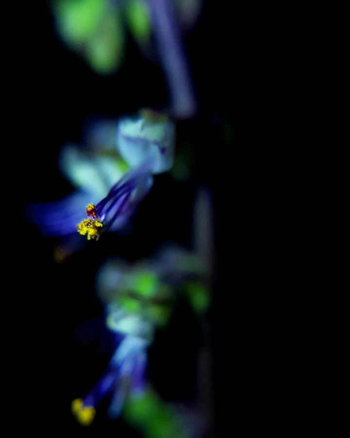pollen