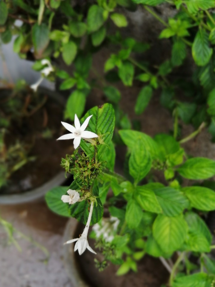 flower