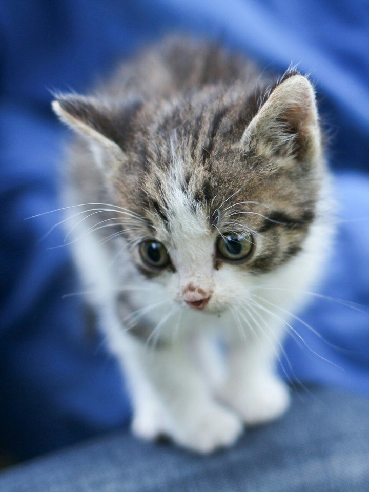 кот на диване