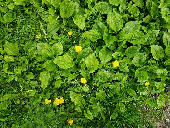 nature