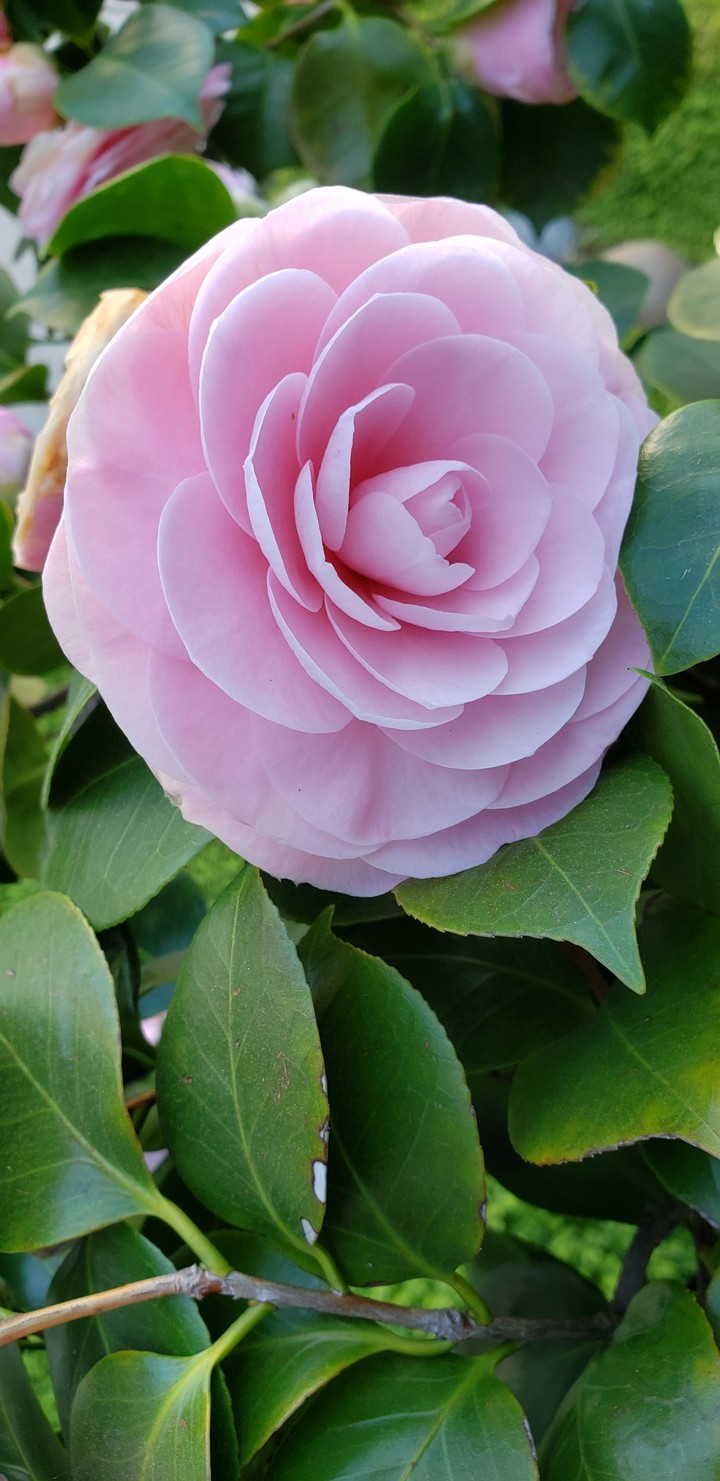 Beauty