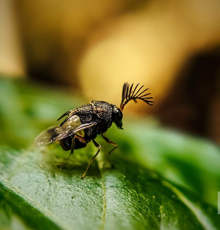 bee