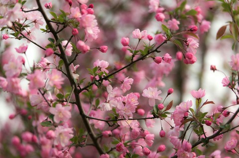 Aroma of Spring