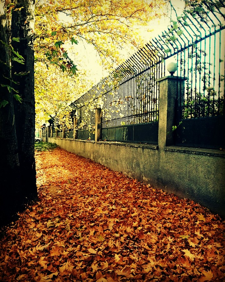 autumn