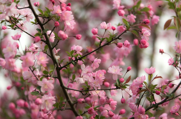 Aroma of Spring
