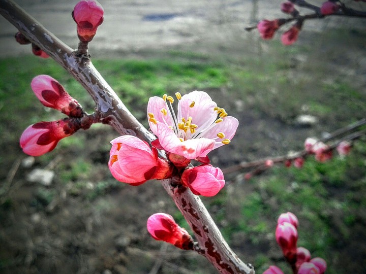 pink flower