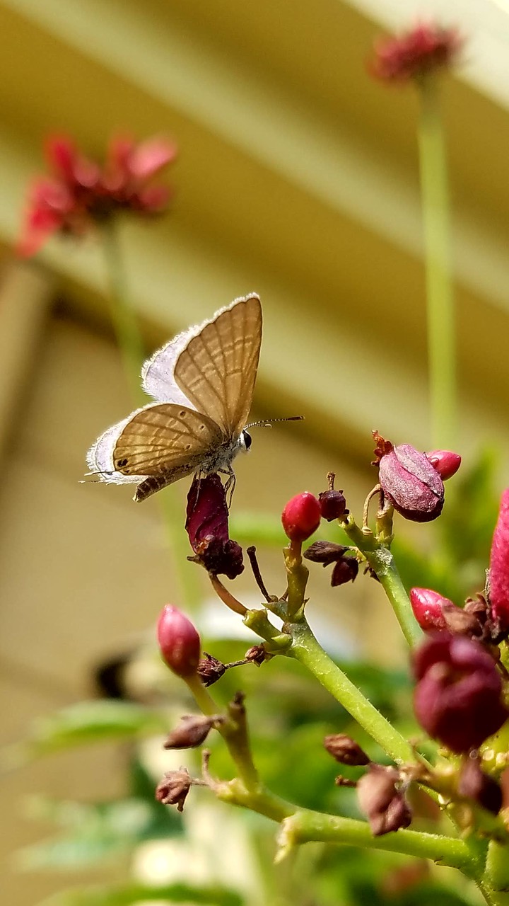 Butterfly on Flower