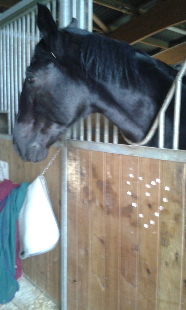 black horse