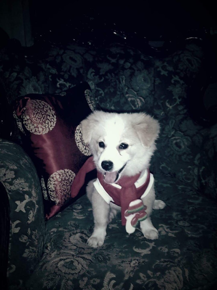 xmas puppy