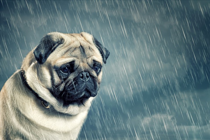 Mops