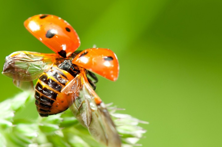 Ladybird 4k