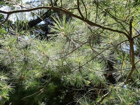 hình nền twig, larch