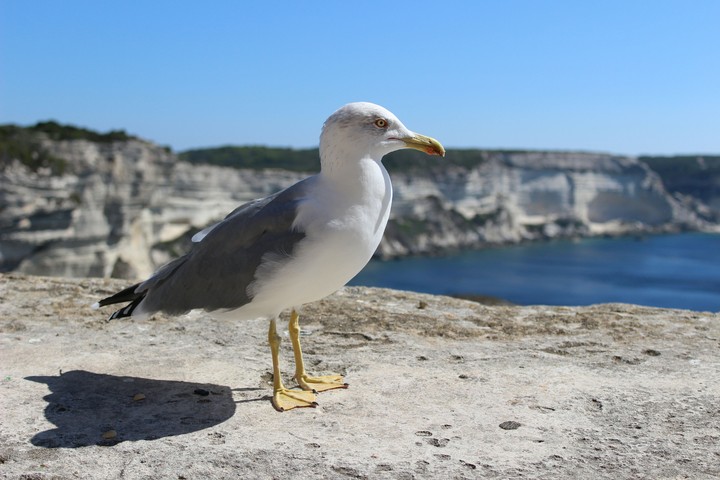 mouette a Bonifacio