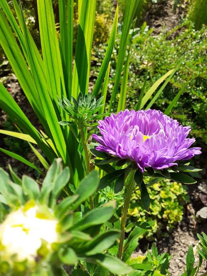 Flowers:)