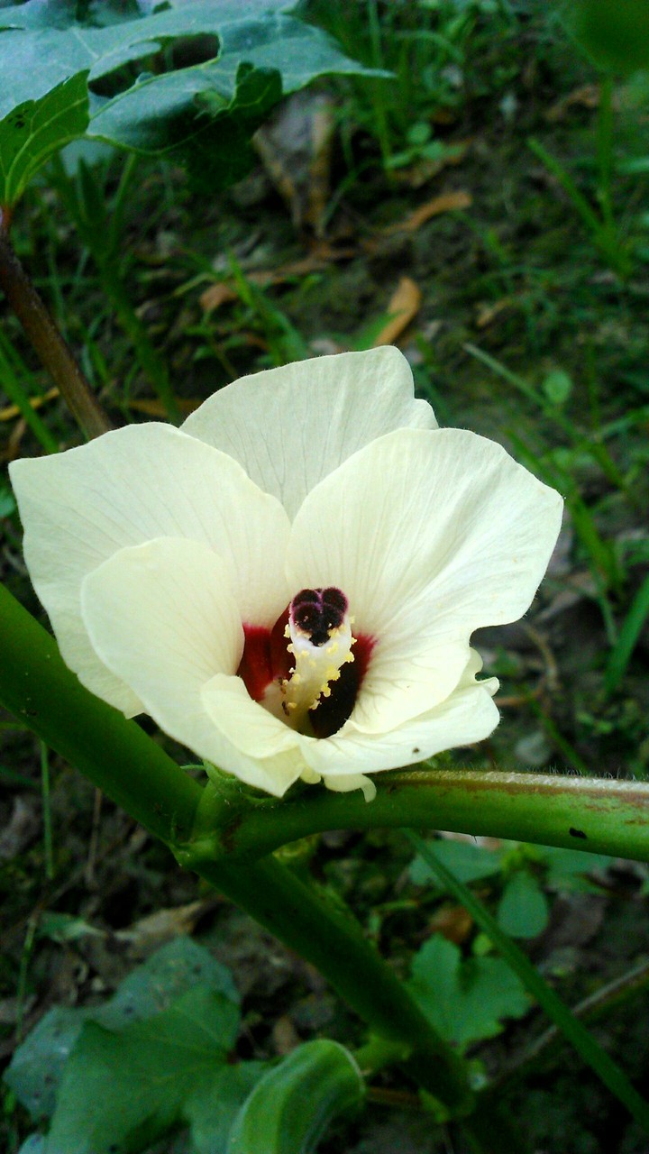 ladyfinger flowers