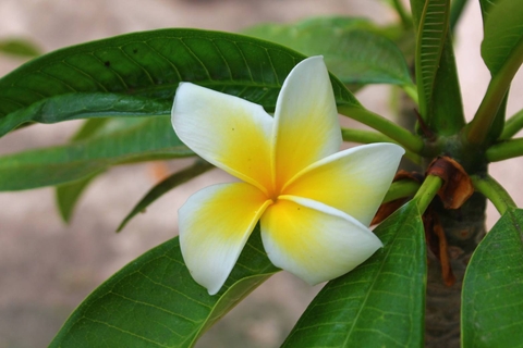 обои ceratostylis, shrub