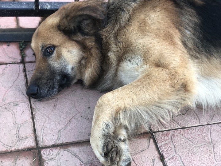 innocence german shepherd ~PAŞA