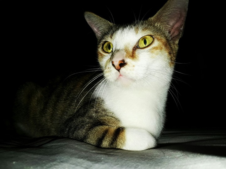 cats