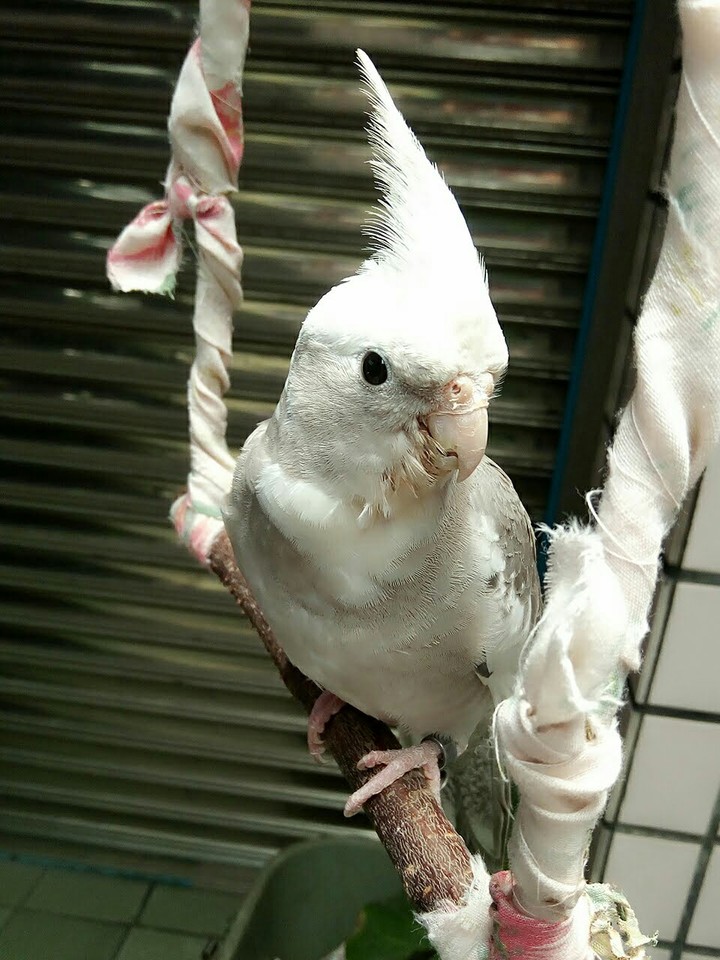 bird