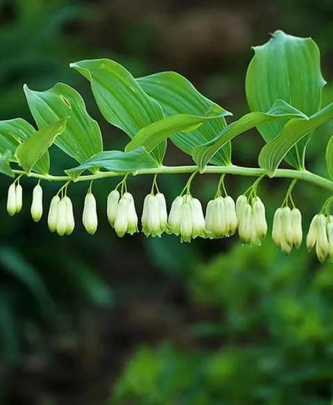 lilies, cheesewoods duvar kağıtları