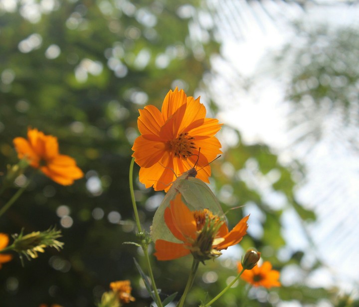 Butterfly on a flower..