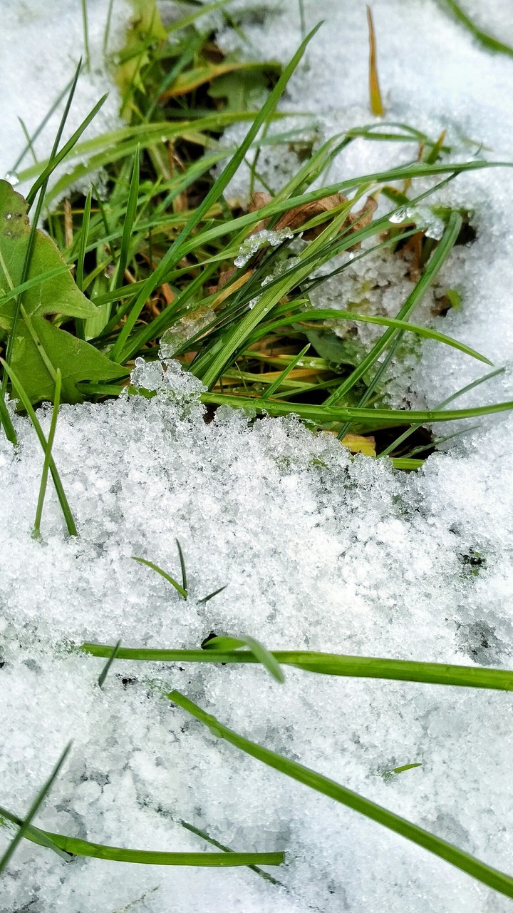 winter grass