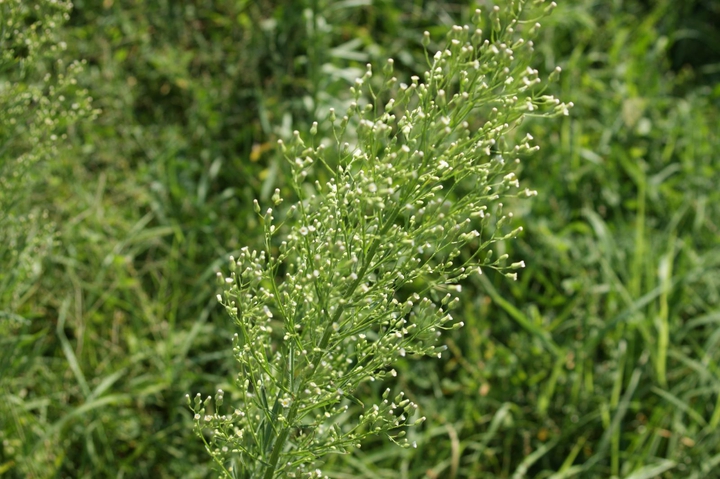 Green plant