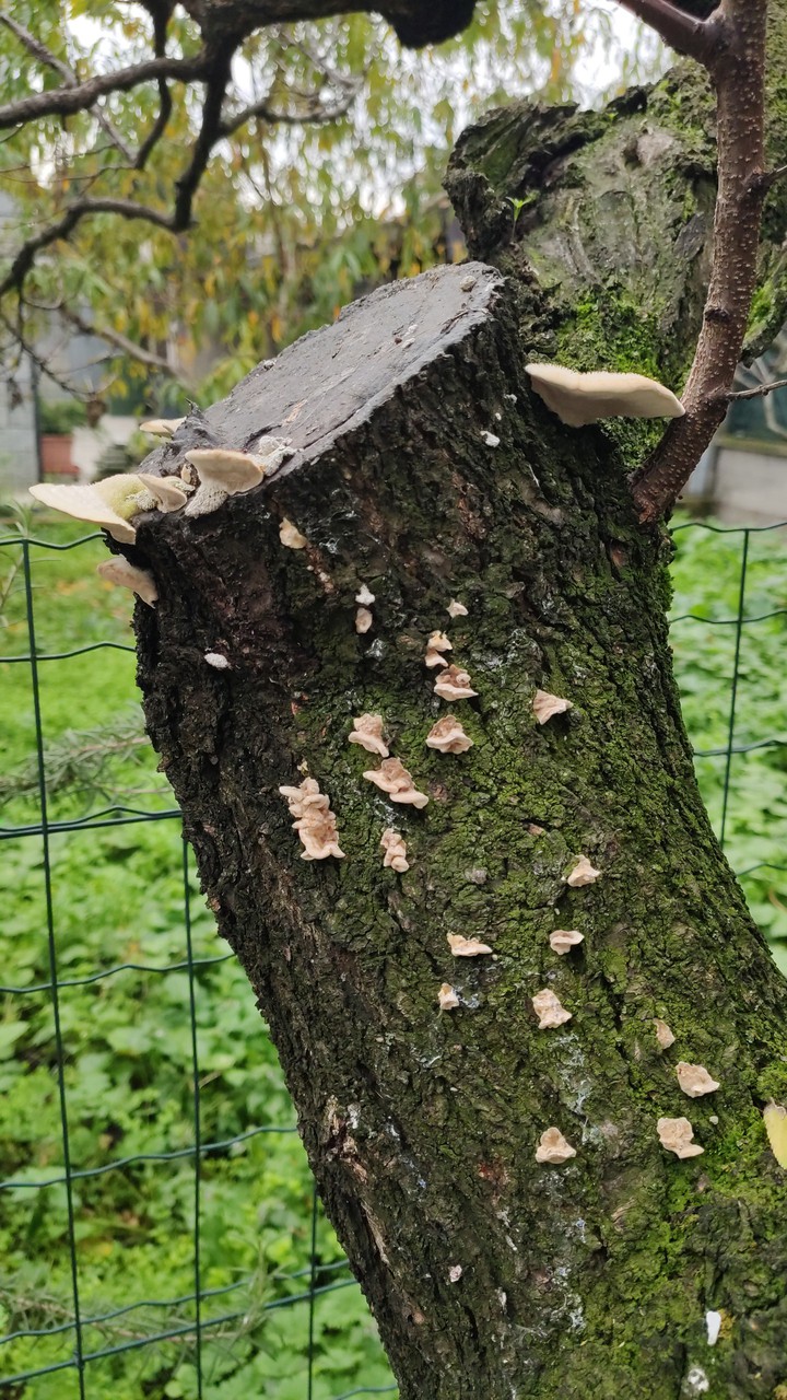 Mushroom