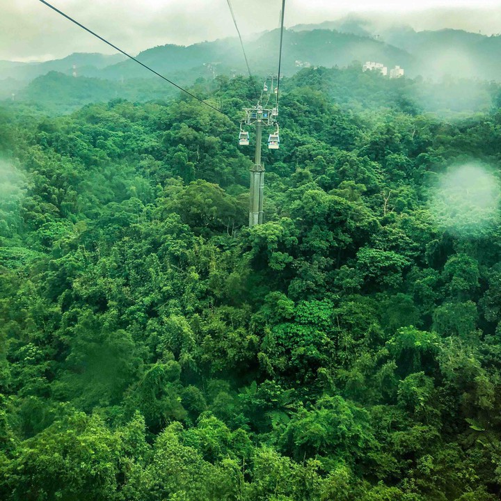 Rainforest
