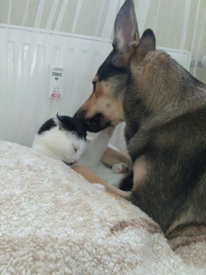 my pets