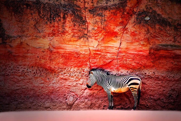 Zebra