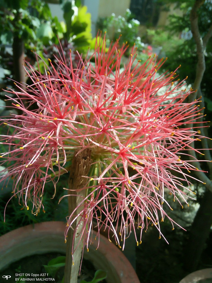 Red Sticks Flower