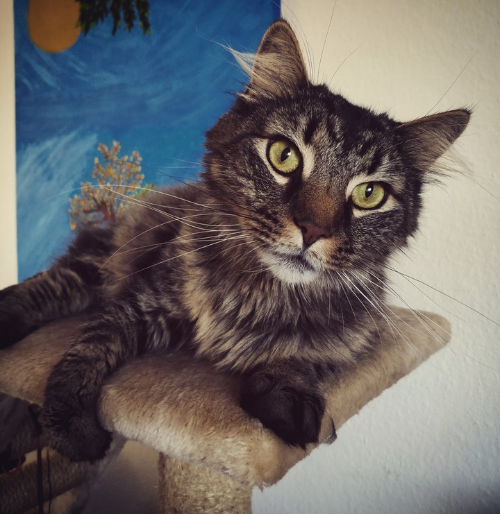 The little lion