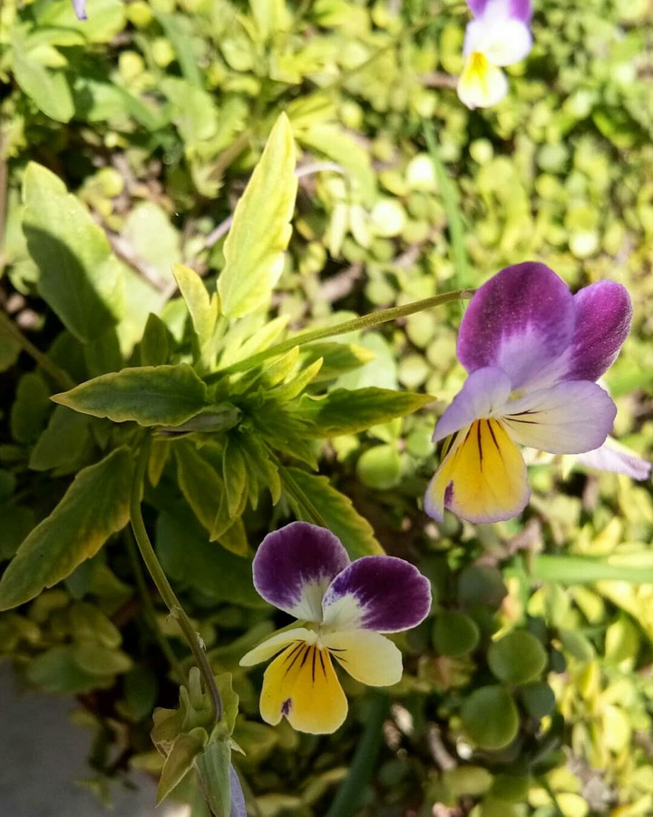 flowers love