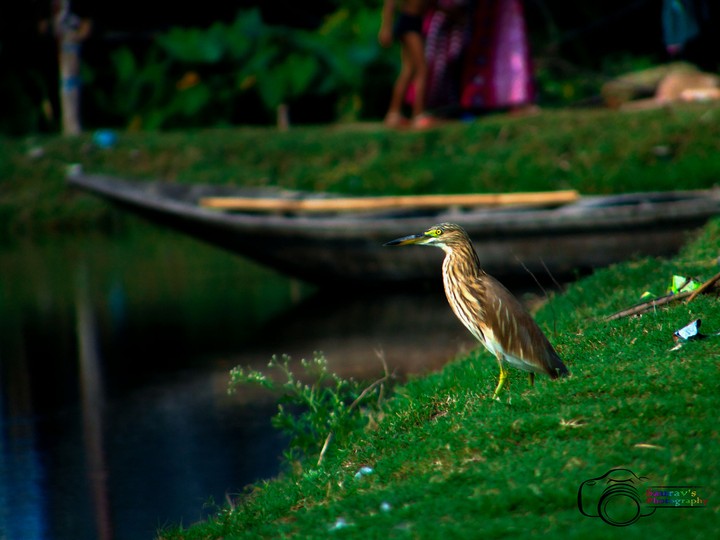 fisher bird