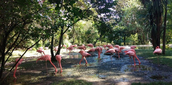 flamingos