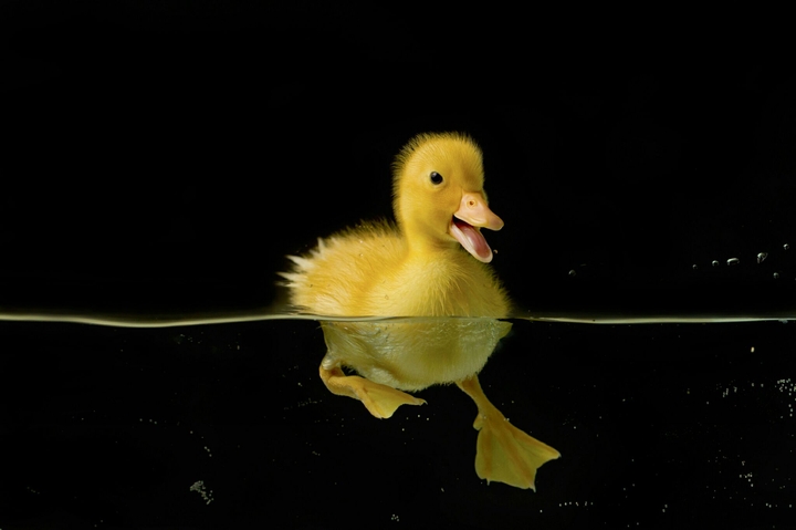duck