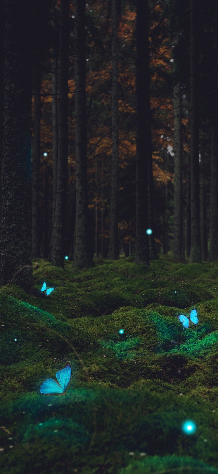 butterfly effect