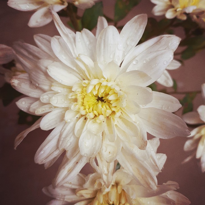 white flower