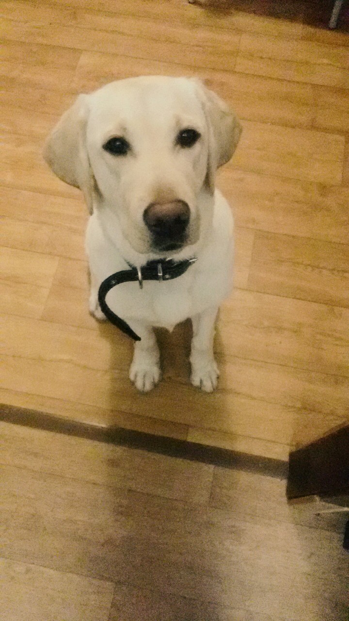 This is my dog