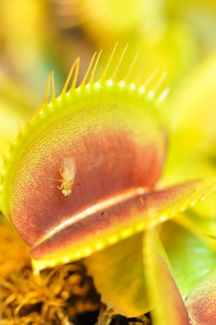Venus-flytrap