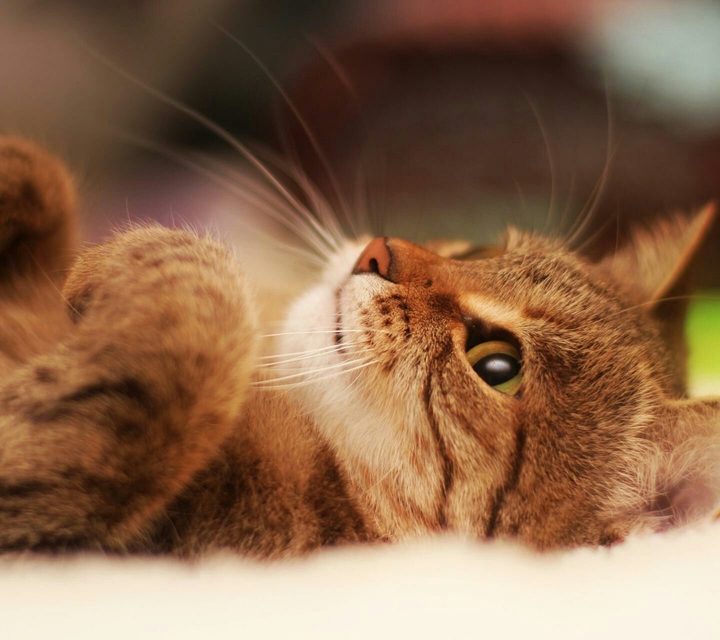 Kitty