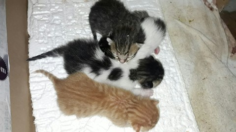 cat