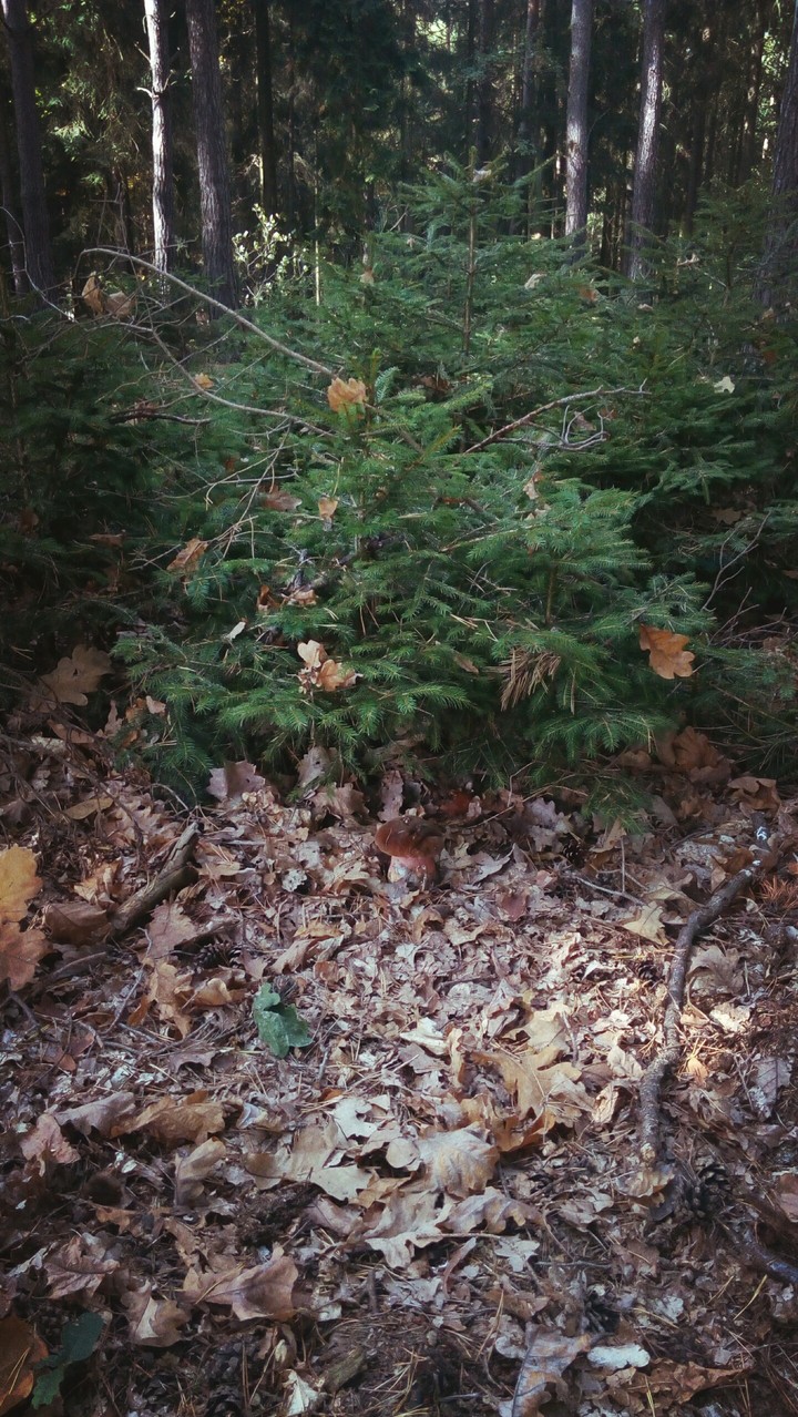 mushrooms, forest