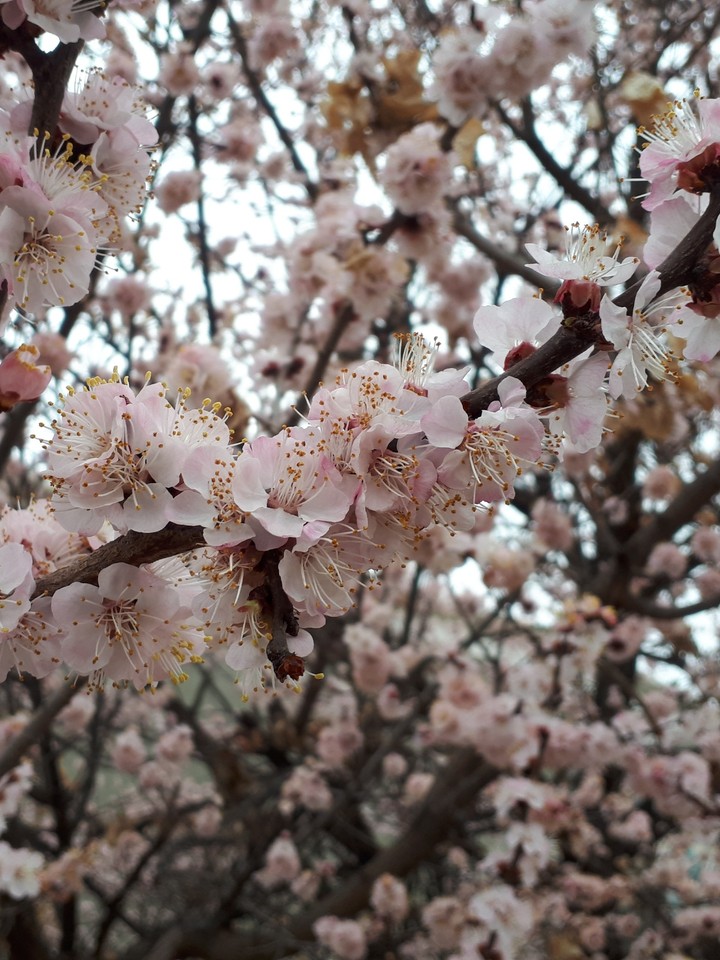 blossom